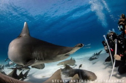 Great Hammerhead Shark season in Bimini did not disappoin... by Steven Anderson 